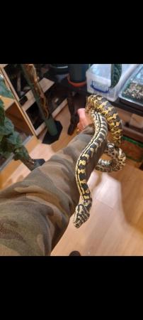 Image 3 of Jungle carpet python 2021 female hold back