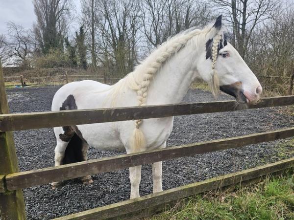 Image 3 of LWVTB 6yo/13hh/Cob/Special Home/Experienced Only