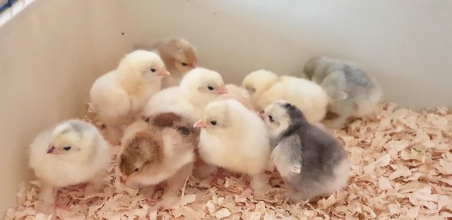 Preview of the first image of Pekin Bantam Day Old Chicks.