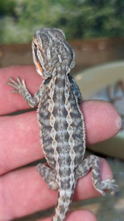 Image 6 of Baby bearded dragons first come first serve