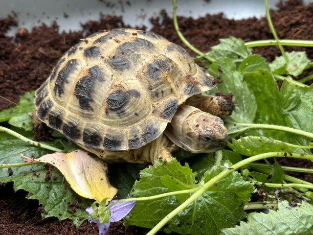 Preview of the first image of Baby Horsfield tortoises ready to go now.