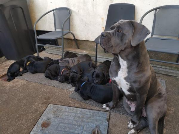 Image 12 of Cane Corso pups from multi champ bloodline