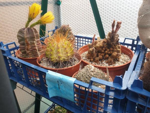 Image 1 of Cactus Plants For Sale Large Collection