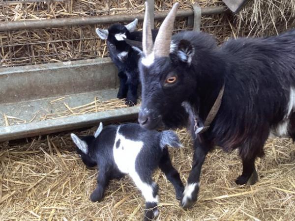 Image 6 of Two little Pygmy goat wether kids