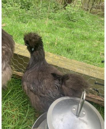 Image 1 of Pure black silkies hatching egg!!!