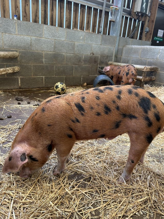 4 month old Oxford sandy and black pigs — photo 2 of 3