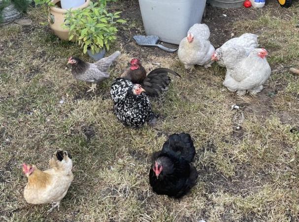 Image 2 of 7 pekin chickensafter new homes