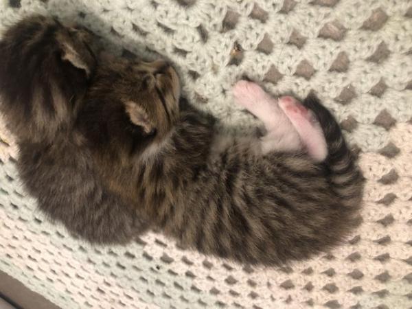 Image 5 of **One left **3 beautiful male tabby x bengal kittens