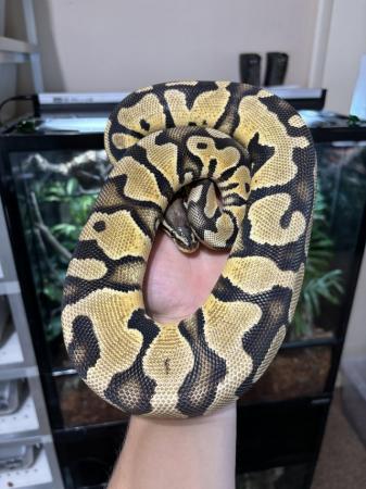 Image 3 of Cutting down Ball Python collection - **UPDATED**