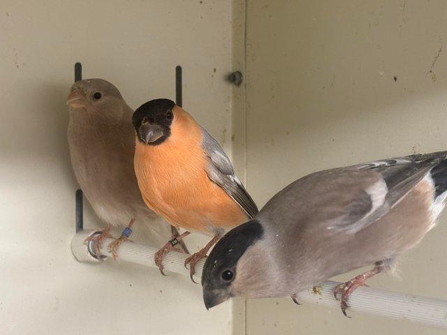 Pastel Siberian bullfinches available For Sale in Cambridge