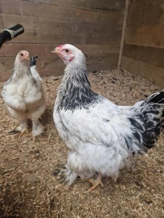 Image 3 of Gorgeous brahma cockerel for sale approx 15 wks