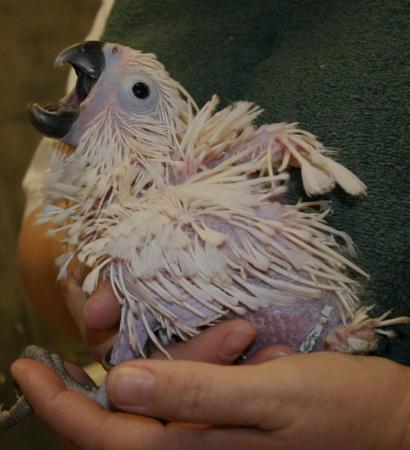 Image 2 of Handreared Beautiful Baby umbrella cockatoo parrot