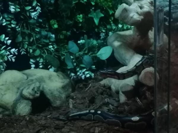 Image 4 of Ball python for sale Chester