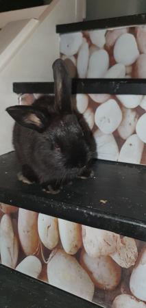 Image 4 of 3 sociable gorgeous bunnies looking for forever loving homes