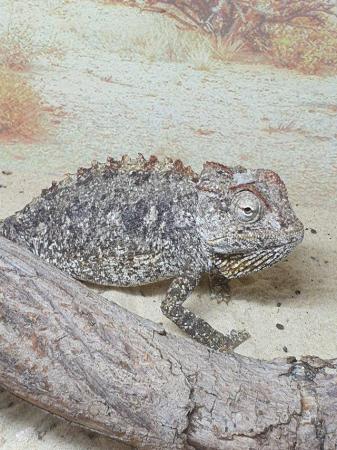 Image 5 of Namaqensis desert chameleons for sale