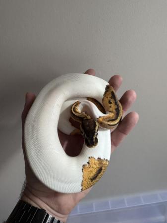 Image 1 of ball pythons male and female