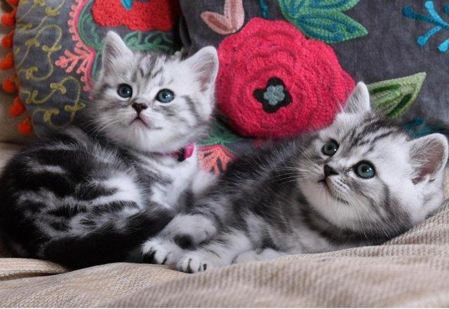 Image 3 of Beautiful Britishshorthair kittens