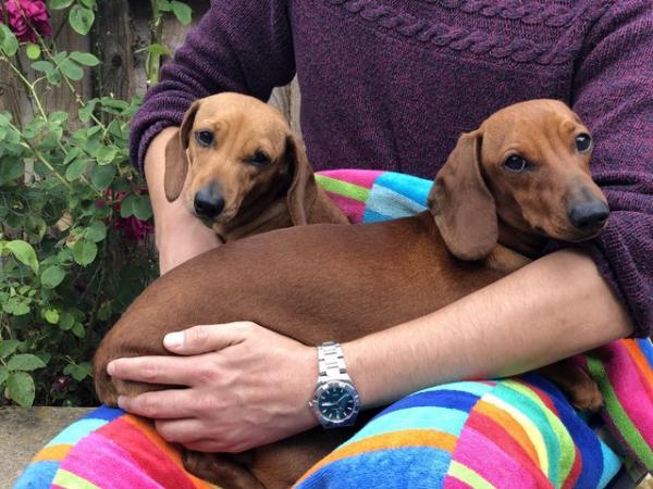 Image 7 of KC Miniature Dachshund puppies, PRA clear
