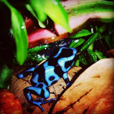 Image 5 of Rehoming Service - Exotic Frogs & Toads