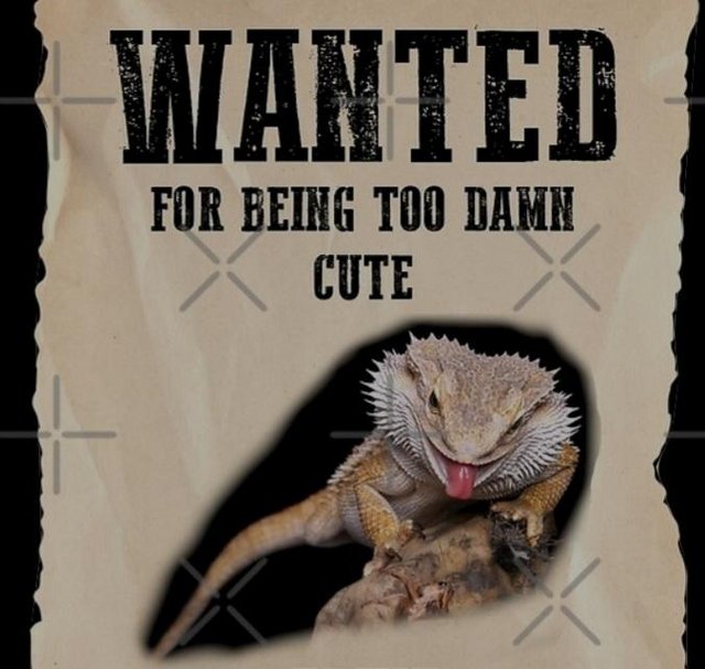 Preview of the first image of Wanted bearded dragon (northamptonshire).