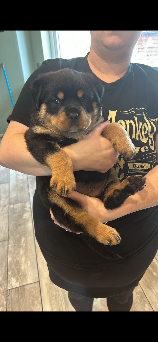 Chunky rottweiler puppies clearance