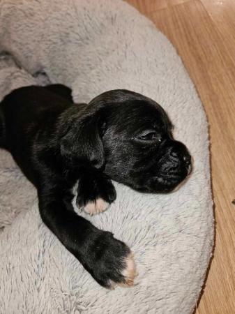 Image 5 of Sealed, red and brindle boxer puppies available.