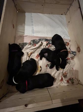 Image 4 of 5 beautiful kc registered Scottish terrier puppies