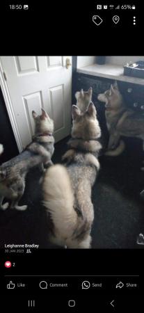 Image 5 of Storm and Chase the Siberian Huskies