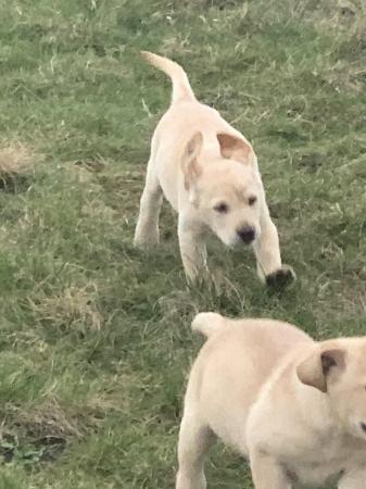 Image 2 of Labrador puppies for sale