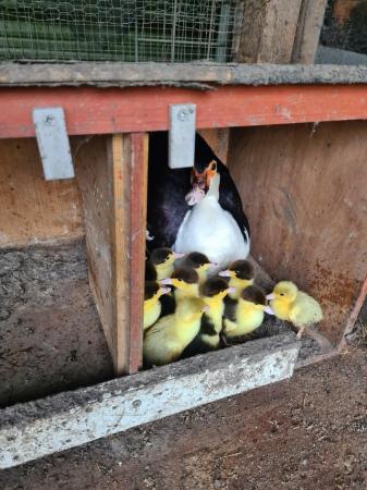 Image 2 of Muscovy ducks for sale in Sheffield