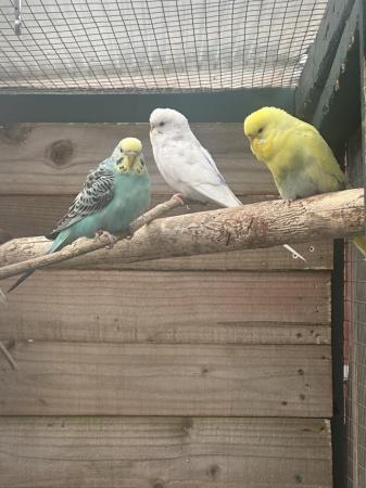 Image 4 of Budgie colony of 14 to go together