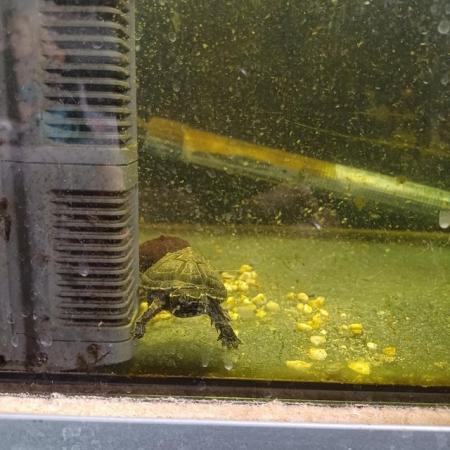 Image 2 of 2 young razorback musk turtles for sale