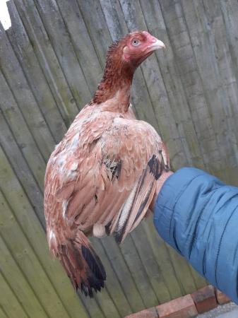 Image 2 of Young aseel miawali hen 8 months old pure peeli laying