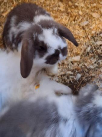 Image 1 of miniature lops rabbits x girls