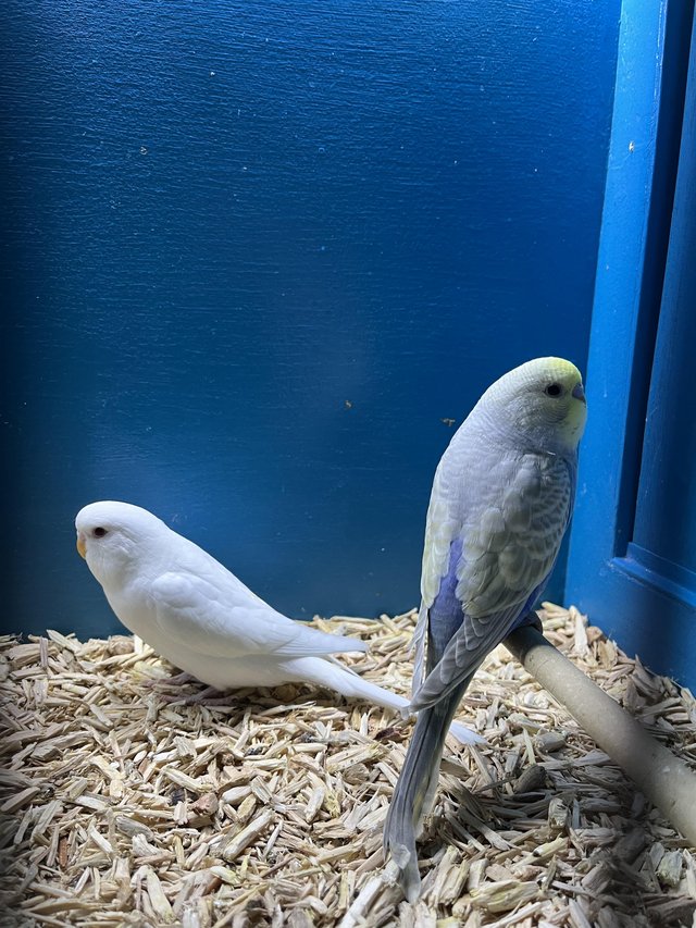 Preview of the first image of Beautiful baby budgies, stunning colours.