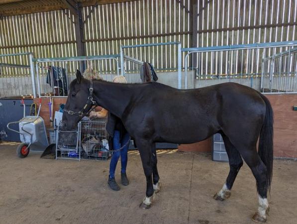 Image 1 of 14.3hh black 4 year old trotter gelding
