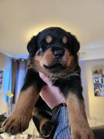 Image 15 of Beautiful chunky rottweiler puppies