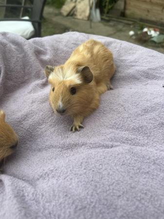 Image 1 of Golden colour Baby Guinea pigs ready now..