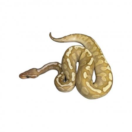 Image 6 of Royal/Ball Python collection for sale please see add
