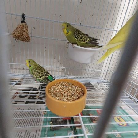 Image 9 of Gorgeous baby budgies for sale