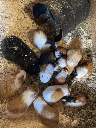 Image 1 of * guinea pigs * girls and boys * all ages * ready now *