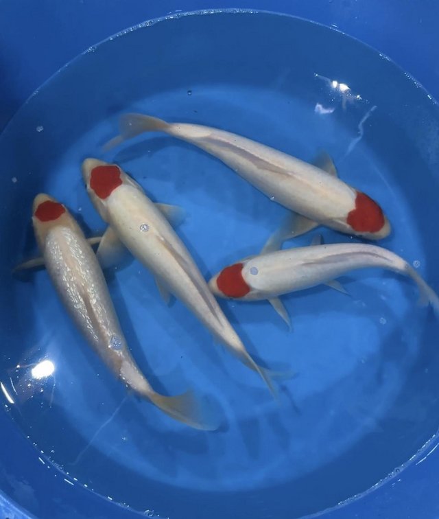 Preview of the first image of Japanese koi ???? for sale numerous breeds.