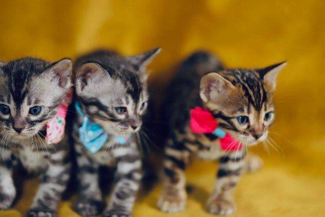 Image 6 of Gorgeous Bengal Babies, Full Pedigree, Top Quality
