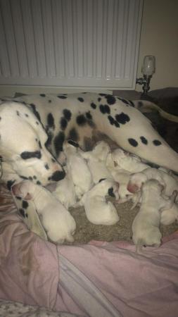 Image 3 of 12 beautiful Dalmatian puppies