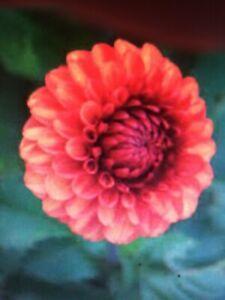 Preview of the first image of dahlia in large pots,for display outside your front door.