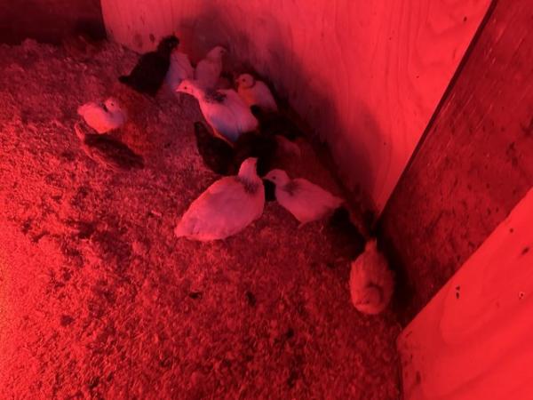 Image 1 of Day old chicks to growers from pure breeds