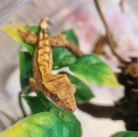 Image 47 of Gecko's Gecko's Geckos!