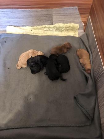 Image 4 of 7 week old cockapoo puppies.