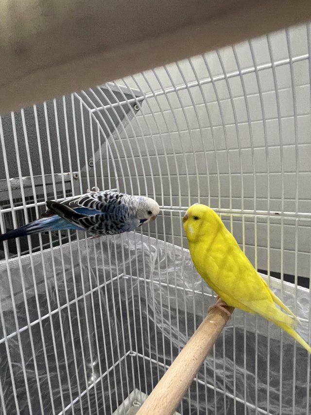 Preview of the first image of Pair of budgies with or without cage. £50 male & female.