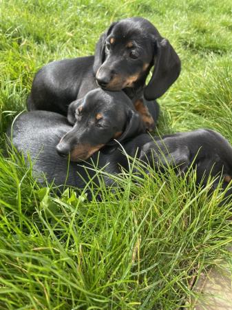 Image 29 of miniature dachshund puppies